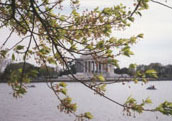 Jefferson Memorial and Cherry Blossoms