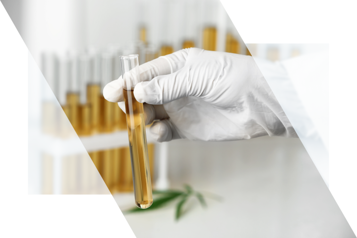 Cannabis/Controlled Substances